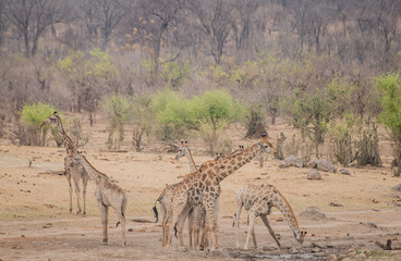 Giraffe in der Savanne vom in Simbabwe, Südafrika 