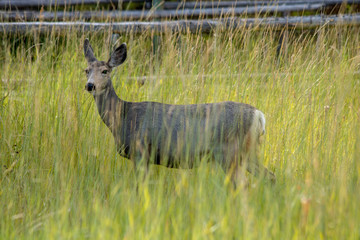Mule Deer in Meadown