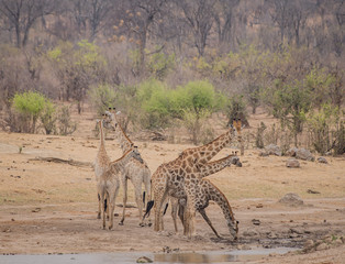 Giraffe in der Savanne vom in Simbabwe, Südafrika 