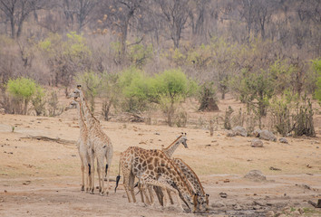 Fototapeta na wymiar Giraffe in der Savanne vom in Simbabwe, Südafrika 
