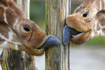 tongues of giraffe licking a wooden pole