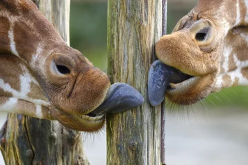 Gordijnen tongues of giraffe licking a wooden pole © itsajoop