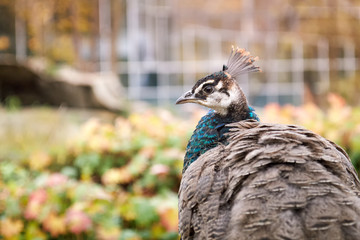 Portrait of a female peafowl (peahen) with copy space
