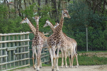 girafe