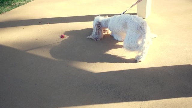white dog trying to get food on ground