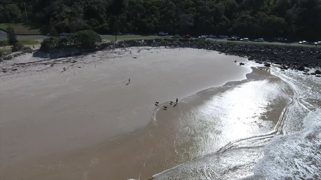 dogs playing on Australian beach aerial view