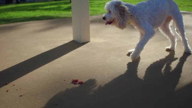 cute white dog trying to get food on ground