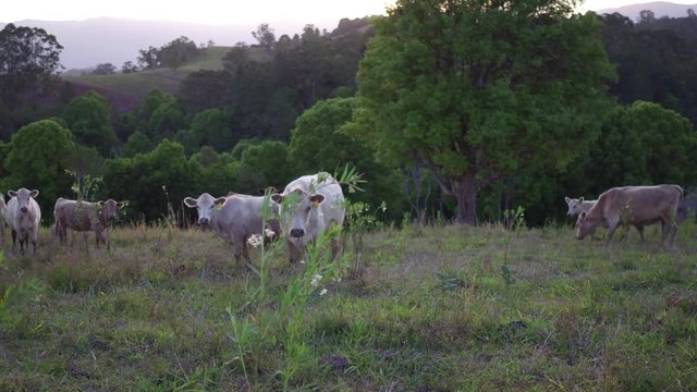 cows looking into camera