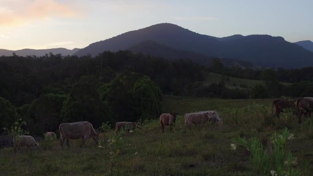 cattle on beautiful property