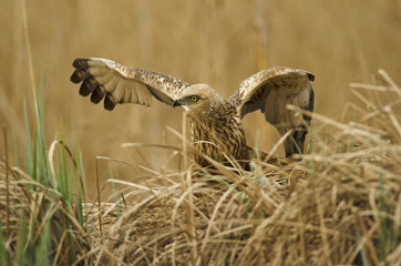 Western Marsh-Harrier, Circus aeruginosus, bird of prey, male, in marsh, spring, mate time