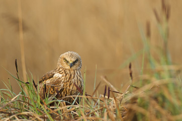 Western Marsh-Harrier, Circus aeruginosus, bird of prey, male, in marsh, spring, mate time