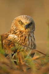 Western Marsh-Harrier, Circus aeruginosus, bird of prey, male, in marsh, spring, mate time