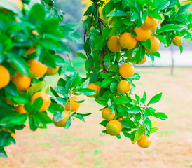 Food. Mandarin tree, close up