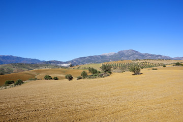 Fototapeta na wymiar andalucian agriculture