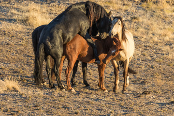Obraz premium Wild Horses Mating in the Utah Desert