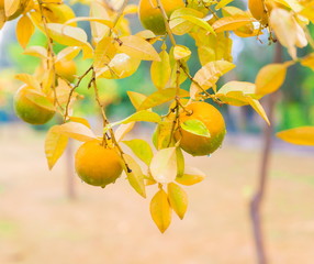 Food. Mandarin tree, close up