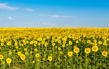 Zelfklevend Fotobehang Zonnebloem blooming sunflower field