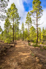 Fototapeta na wymiar Canarian pines