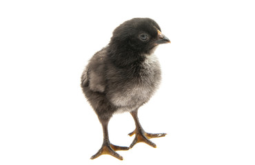 chick isolated
