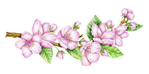 Spring Blossom. Cherry pink flowers. Blooming branch of fruit tree. Apple brunch. Floral border. Watercolor illustration