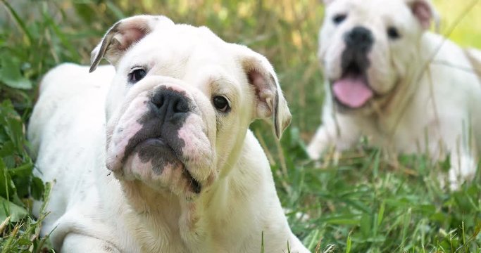 Beautiful white brown english bulldog, beautiful face sitting on grass, nature background. Concept: a parodist dog, favorite animals, true friends, a dog's pedigree, a friend's dog, a small wool, play