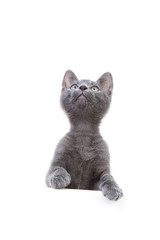 gray young cat standing behind a white wall and looking up