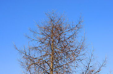 Fir tree without leaves.