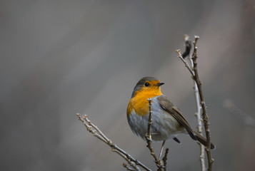 rouge-gorge