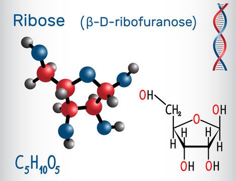 Ribose (β-D-ribofuranose) molecule, it is a pentose monosaccharide (simple sugar), it forms part of the backbone of RNA. Structural chemical formula and molecule model
