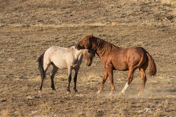 Fototapeta na wymiar Pair of Wild Horses in the Desert