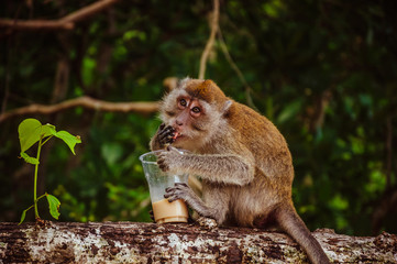 Small monkey drinking coffee from the plastic cup stolen from tourists