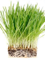 green plant grass with a piece of the soil. Study of soil microflora