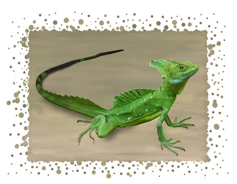 colombia magia salvage