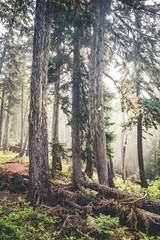 Deep forest in the fog