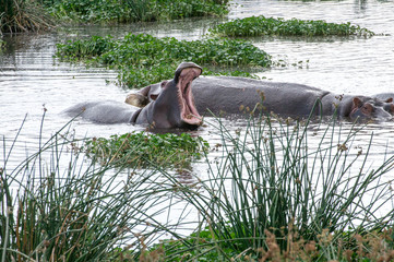 Flusspferde Serengeti Nationalpark