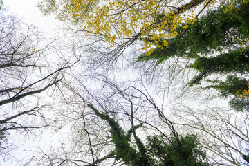 tops of trees against the sky