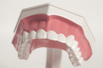 Dental human teeth model