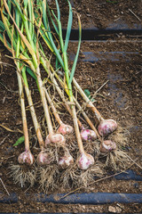 Freshly Picked Garlic Bulbs on Soil and Dirt