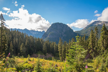 Rocky mountains covered with green forest with blue sky and white clouds on the background