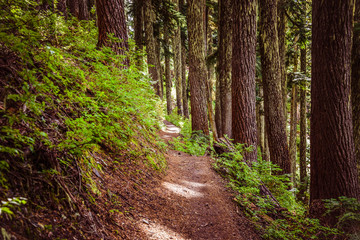 Narrow footpath in the forest in the mountains