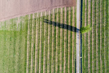 aerial view of beautiful vineyard