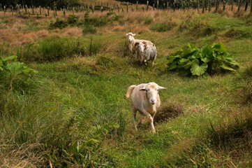 Three white curious sheep coming towards viewer