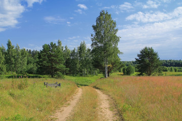 Sunny summer landscape