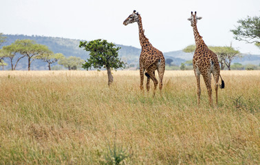 Giraffen Serengeti