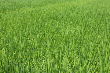 水田の緑の稲