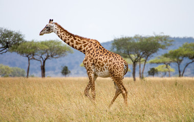 Giraffen Serengeti
