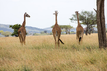 Naklejka na ściany i meble Giraffen Serengeti