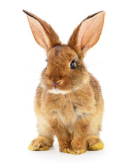 Obraz premium Brown rabbit on white.