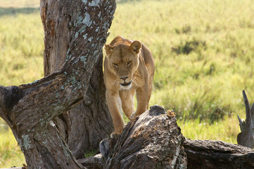 Löwin im Serengeti-Nationalpark