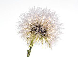 Beautiful and amazing focus stacked macro closeup of a dandelion on a white background, with many rain water dew drops on the petals and seeds